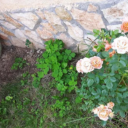 Дом отдыха Complex Fretly *